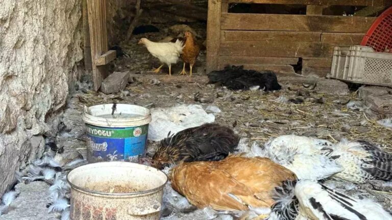 kopek-saldirisinda-40-tavugunu-kaybeden-girisimciden-feryat-5SYqMDze.jpg